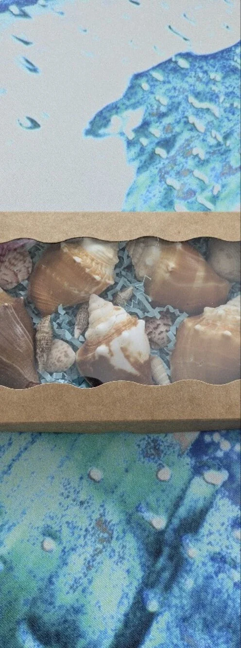 Sea Shell Assortment Gift Box - Natural Brown & Cream Florida Fight Conch Shells
